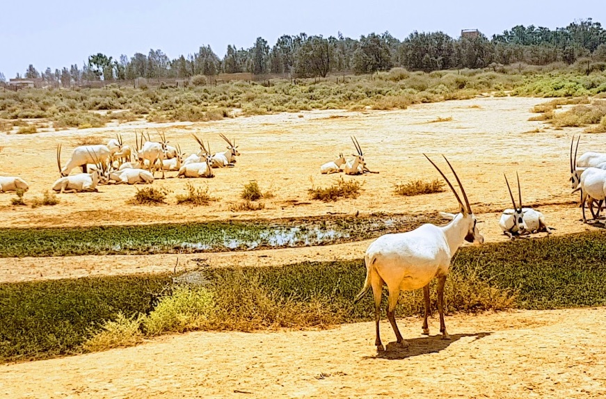 Shaumari Wildlife Reserve